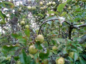 Apples