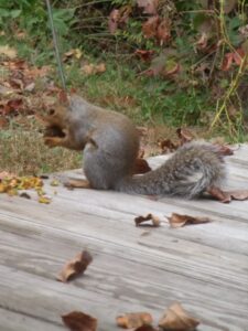 Cutting walnuts