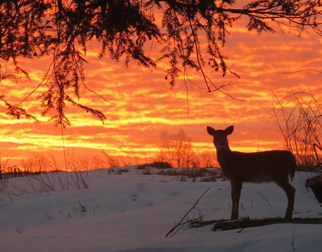 sunrise with deer
