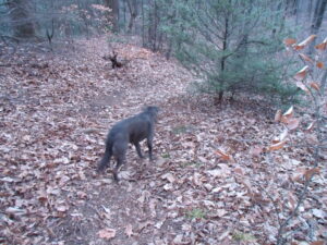 Hiking with Thistle